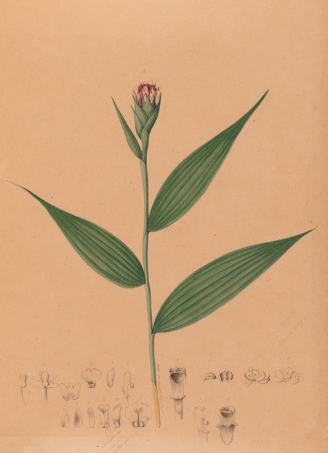 Digital Print - Iconographie des orchidees du Bresil Pl.57 by Joo Barbosa Rodrigues