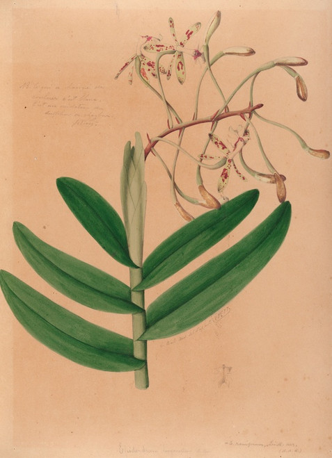Digital Print - Iconographie des orchidees du Bresil Pl.21 by Joo Barbosa Rodrigues
