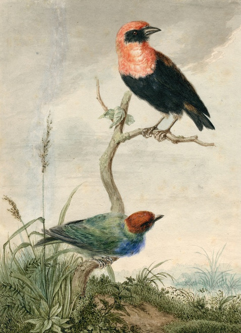 Digital Print - Two tropical birds by Barend Hendrik Thier