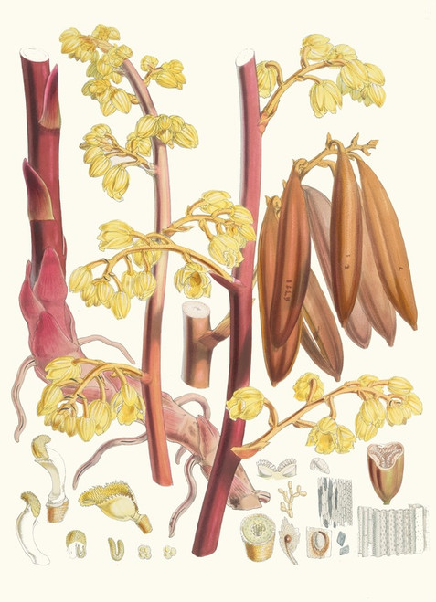 Digital Print - Cyrtosia Lindleyana, H.f. and T. by Walter Hood Fitch
