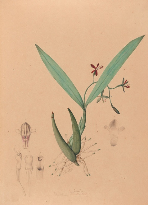 Digital Print - Iconographie des orchidees du Bresil Pl.09 by Joo Barbosa Rodrigues
