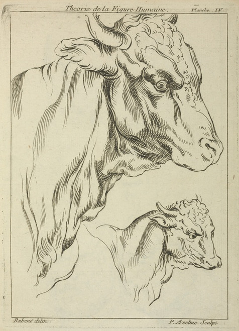 Digital Print - Heads and necks of two bulls in profile by Peter Paul Rubens