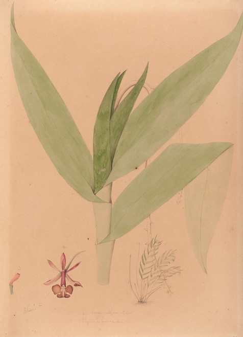 Digital Print - Iconographie des orchidees du Bresil Pl.20 by Joo Barbosa Rodrigues