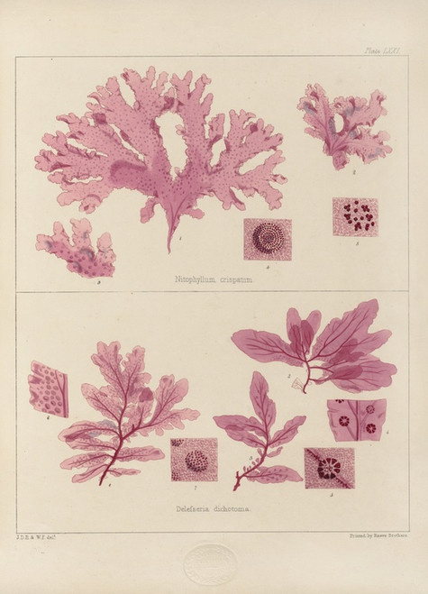 Digital Print - Cryptogamic botany of the Antarctic voyage of H.M. Discovery ships Erebus and Terror in the years 1839 Pl.15 by Walter Hood Fitch