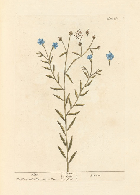 Digital Print - Flax by Elizabeth Blackwell