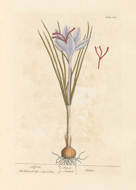 Digital Print - Saffron by Elizabeth Blackwell