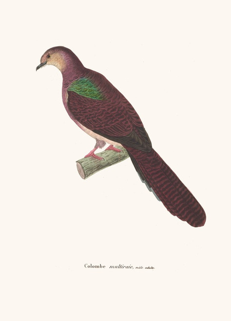 Digital Print - Colombe Multiraie. by Coenraad Jacob Temminck