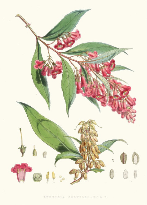 Digital Print - Buddleia Colvilei, H.f. and T. by Walter Hood Fitch