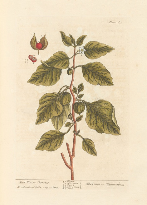 Digital Print - Red winter cherries by Elizabeth Blackwell