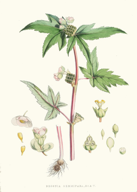 Digital Print - Begonia Gemmipara, H.f. et T. by Walter Hood Fitch