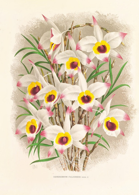 Digital Print - Dendrobium Falconeri by Jean Jules Linden