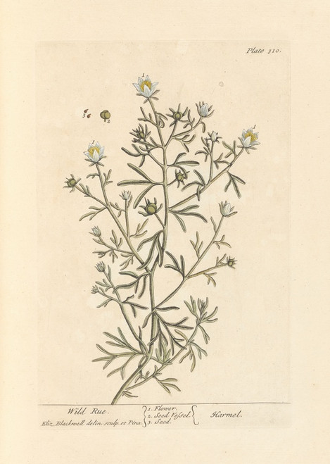Digital Print - Wild rue by Elizabeth Blackwell