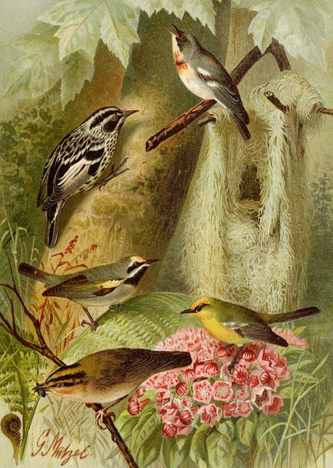 Digital Print - Die Nordamerikanische Vogelwelt pl12 by Gustav Mutzel