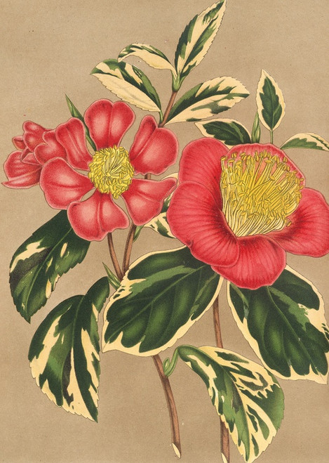 Digital Print - Camellia japonica, sesanqua by Charles Antoine Lemaire