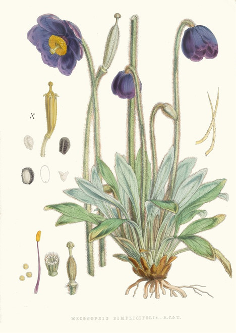 Digital Print - Meconopsis Simplicifolia, H. f. et T. by Walter Hood Fitch