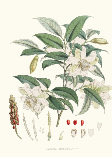 Digital Print - Michelia Cathcartii, H.f. et T. by Walter Hood Fitch