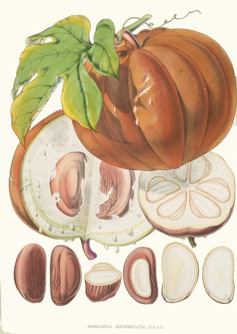 Digital Print - Hodgsonia Heteroclita, H. f. et T. (Fruit) by Walter Hood Fitch