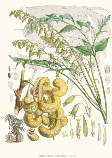 Digital Print - Decaisnea Insignis, H.f. et T. by Walter Hood Fitch