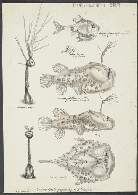 Digital Print - Illustrations of Argyropelecus intermedius ; Aegonichthys appellii ; profile and dorsal aspect by Frank Edward Clarke