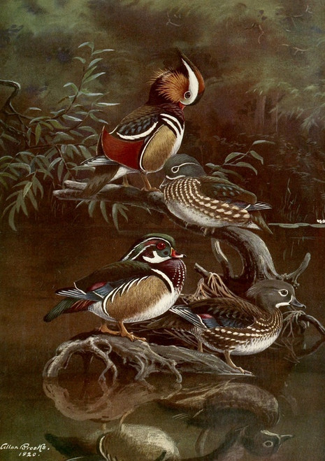 Digital Print - Mandarin Duck,Carolina Duck by Allan Brooks