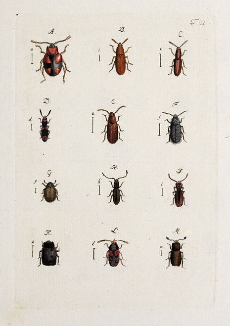Digital Print - Archives de l'histoire des insectes Pl.22 by Johann Caspar Fuessli