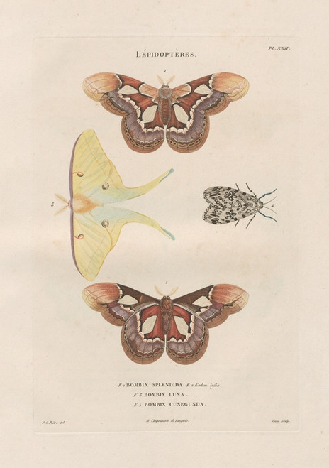 Digital Print - Insectes recueillis en Afrique et en Amrique Pl.86 by Jean Gabriel Pretre