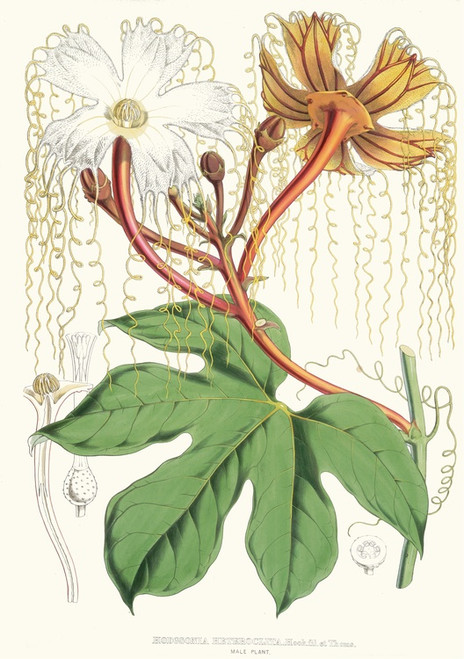 Digital Print - Hodgsonia Heteroclita, Hook. fil. et Thoms. (Male plant) by Walter Hood Fitch