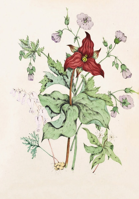 Digital Print - Squirrel Corn, Purple Trillium, Wild Crane's Bill, Star Flower Chickweed by Agnes Fitzgibbon