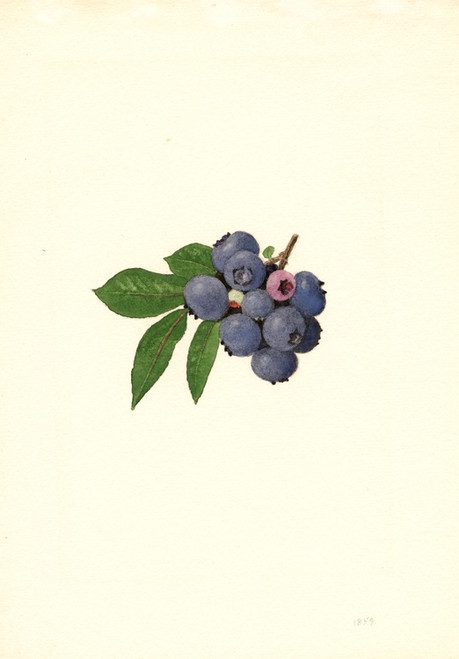 Digital Print - Vaccinium corymbosum: Weymouth by James Marion Shull