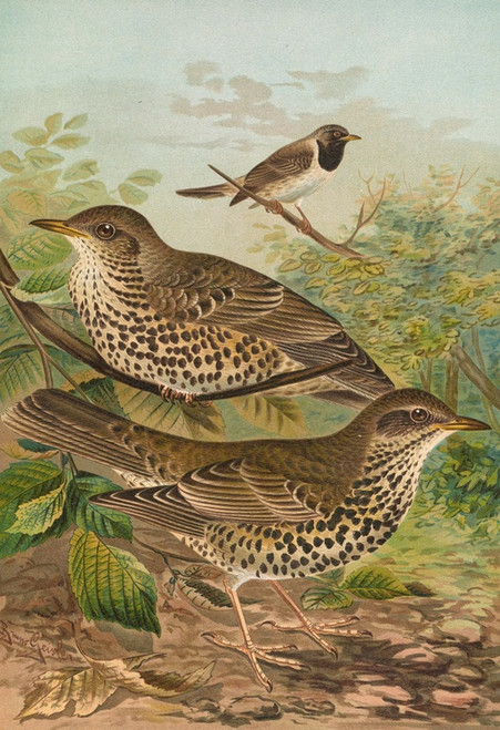 Digital Print - Turdus viscivorus, Turdus atrigularis by Johann Friedrich Naumann Digital Print - Turdus viscivorus, Turdus atrigularis by Johann Friedrich Naumann