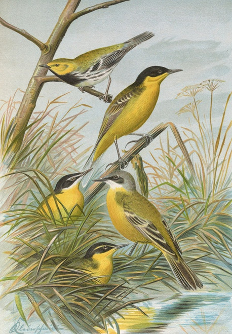 Digital Print - Budytes flavus cinereocapillus (Savi), melanocephalus (Lichtenstein), melanocephalus xanthophrys, Dendroeca virens by Johann Friedrich Naumann Digital Print - Budytes flavus cinereocapillus (Savi), melanocephalus (Lichtenstein), melanocephalus xanthophrys, Dendroeca virens by Johann Friedrich Naumann