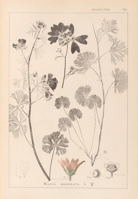 Digital Print - Herbier de la flore franaise Pl.0035 by Louis Antoine Cusin