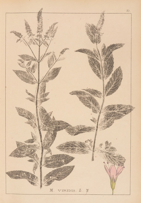 Digital Print - Herbier de la flore franaise Pl.0751 by Louis Antoine Cusin