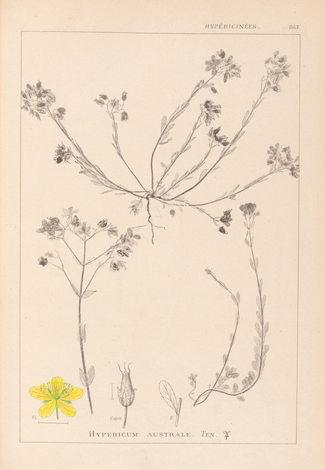 Digital Print - Herbier de la flore franaise Pl.0104 by Louis Antoine Cusin