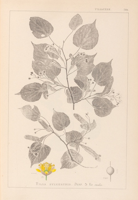 Digital Print - Herbier de la flore franaise Pl.0026 by Louis Antoine Cusin
