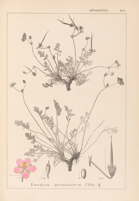 Digital Print - Herbier de la flore franaise Pl.0097 by Louis Antoine Cusin