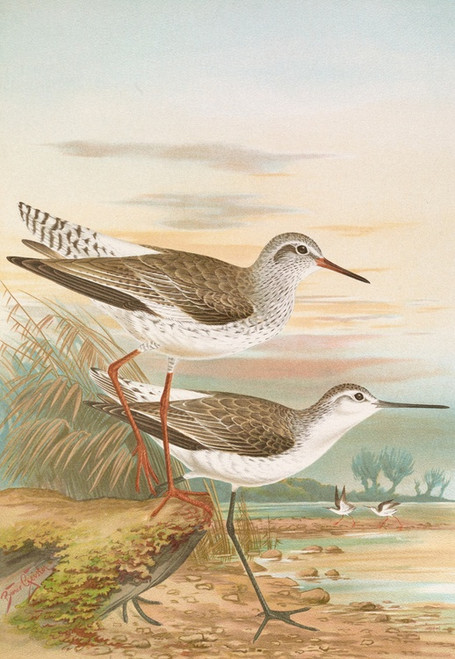 Digital Print - Totanus totanus, Totanus stagnatilis Bechst. by Johann Friedrich Naumann