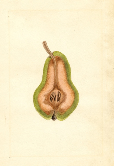 Digital Print - Pyrus communis: Bartlett by James Marion Shull