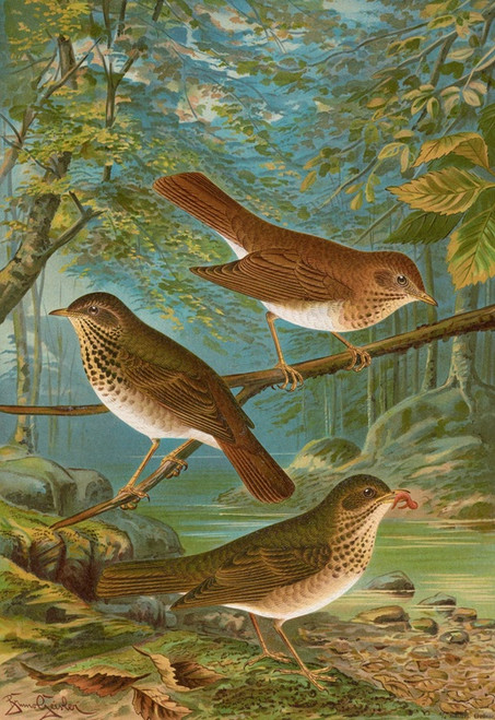 Digital Print - Turdus fuscescens, Turdus Pallassii, Turdus Swainsonii by Johann Friedrich Naumann Digital Print - Turdus fuscescens, Turdus Pallassii, Turdus Swainsonii by Johann Friedrich Naumann