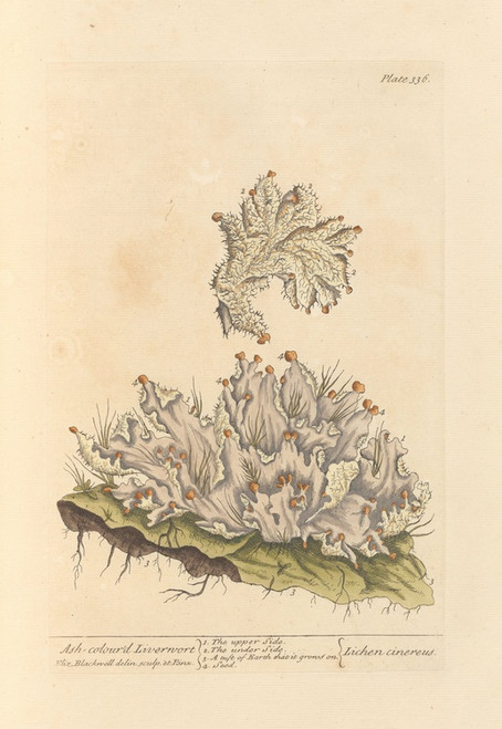 Digital Print - Ash-colour'd liverwort by Elizabeth Blackwell