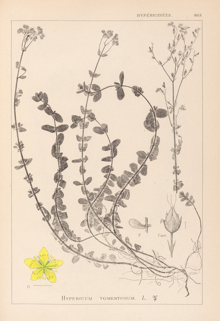 Digital Print - Herbier de la flore franaise Pl.0106 by Louis Antoine Cusin