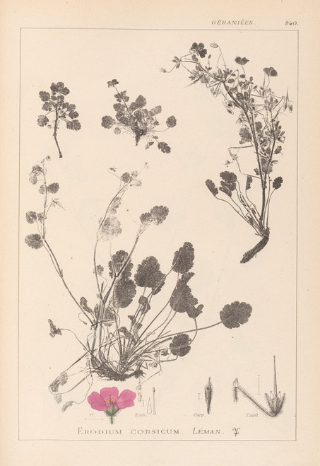 Digital Print - Herbier de la flore franaise Pl.0082 by Louis Antoine Cusin