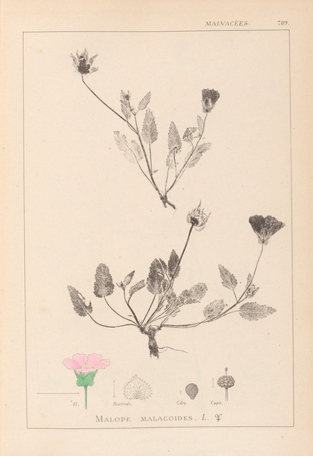 Digital Print - Herbier de la flore franaise Pl.0031 by Louis Antoine Cusin