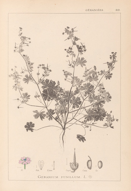 Digital Print - Herbier de la flore franaise Pl.0073 by Louis Antoine Cusin
