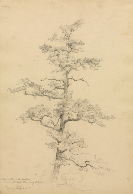Digital Print - Pine Tree, Conway, New Hampshire (recto) by David Johnson Digital Print - Pine Tree, Conway, New Hampshire (recto) by David Johnson