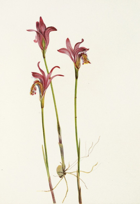 Digital Print - Arethusa. (Arethusa bulbosa) by Mary Vaux Walcott