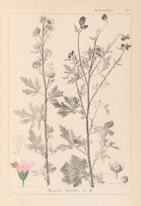 Digital Print - Herbier de la flore franaise Pl.0032 by Louis Antoine Cusin