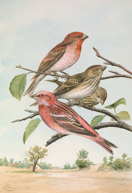 Digital Print - Carpodacus erythrinus (Pall.), Carpodacus roseus (Pall.) by Johann Friedrich Naumann Digital Print - Carpodacus erythrinus (Pall.), Carpodacus roseus (Pall.) by Johann Friedrich Naumann