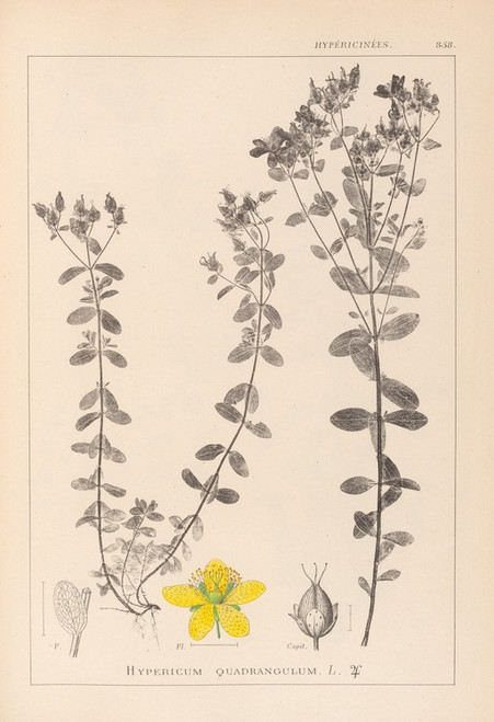 Digital Print - Herbier de la flore franaise Pl.0100 by Louis Antoine Cusin