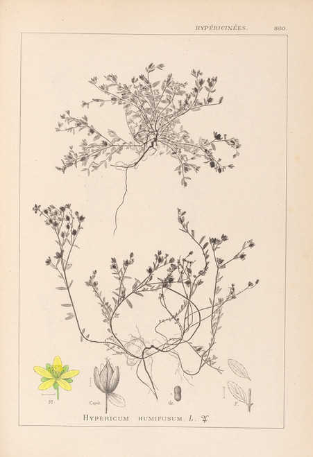 Digital Print - Herbier de la flore franaise Pl.0102 by Louis Antoine Cusin